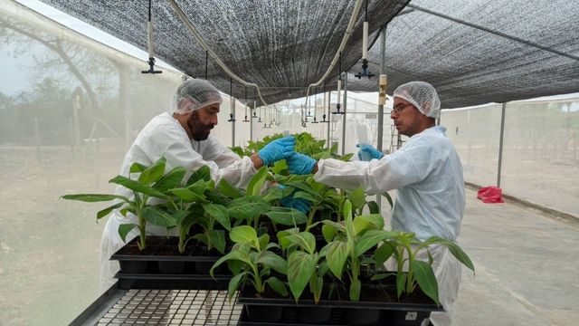 Ciencia para proteger la industria bananera ¿Ya nos leyó?