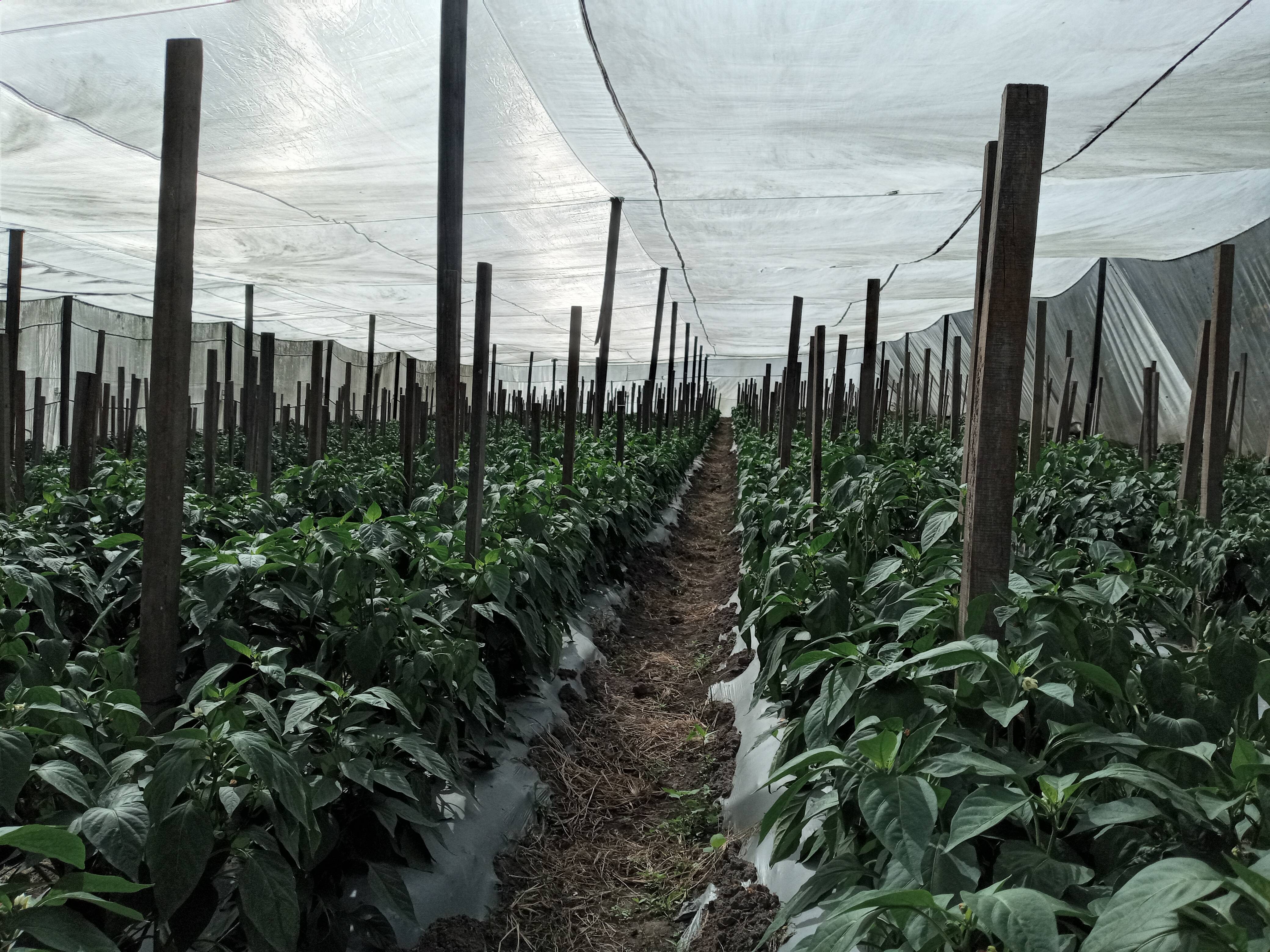 Interview to the research team 