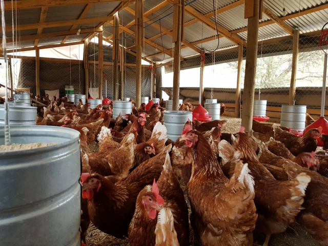 Visits to farms of poultry farming families in Chile