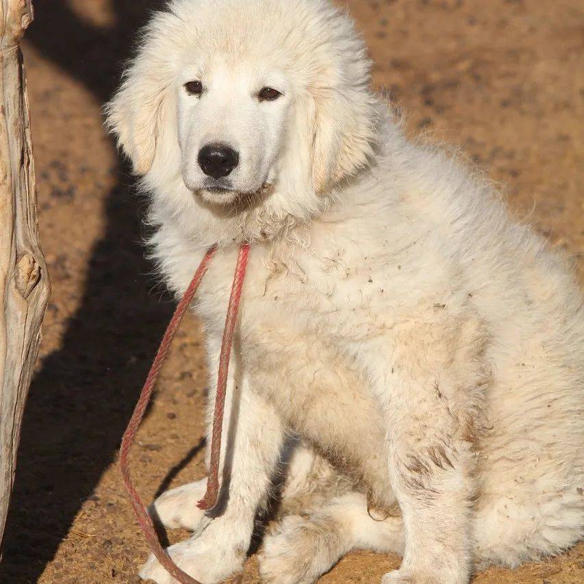 Perro protector de ganado