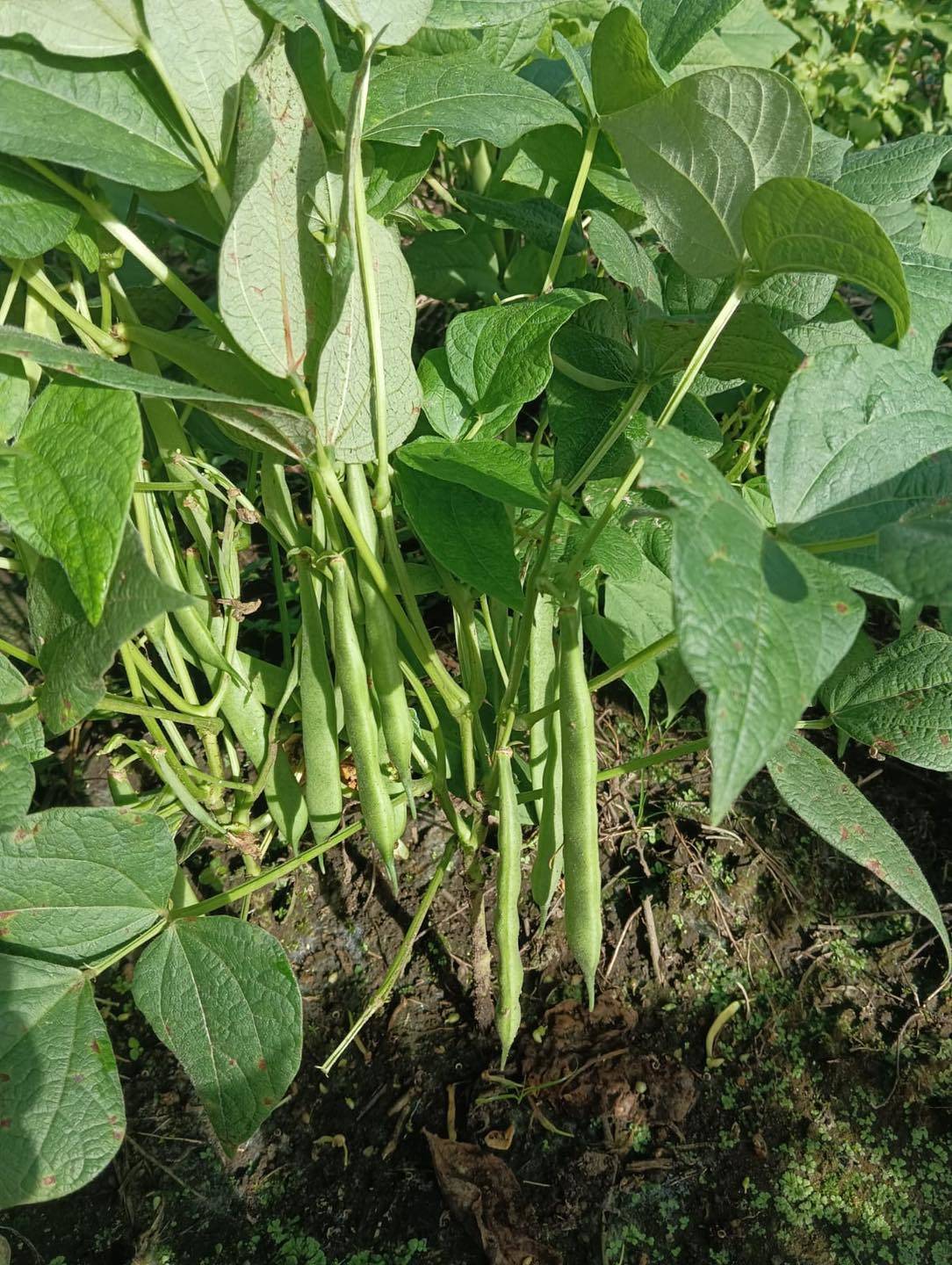 Biofortified Seed Multiplication-IDIAP