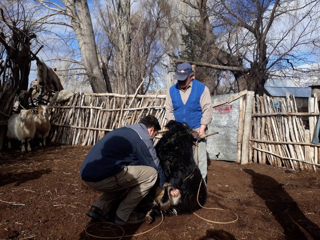 MANEJO GANADERO: Sanidad y Alimentación