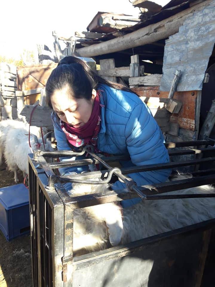 Revisión del hato de cabras