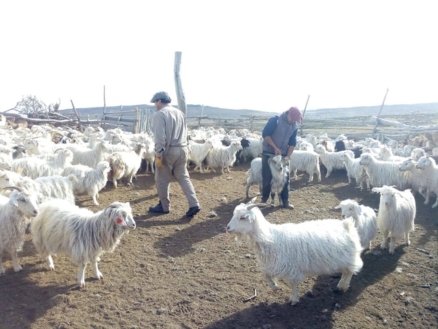 Medición Preservicio de chivas