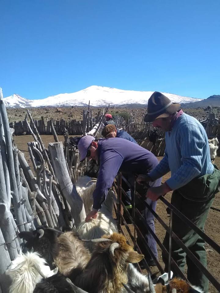 Producción animal: revisación de la Condición Corporal (CC)