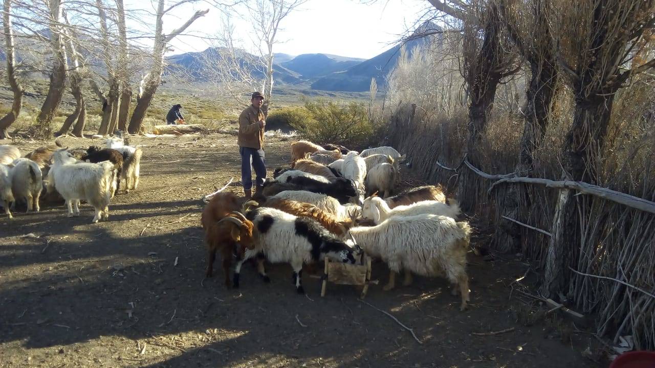 Suplementación antes del parto en cabras