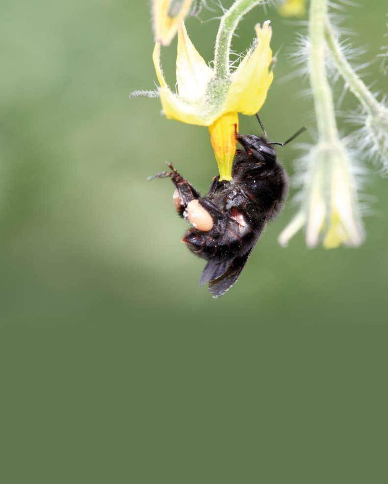 Nacimiento del Bombus sp en confinamiento