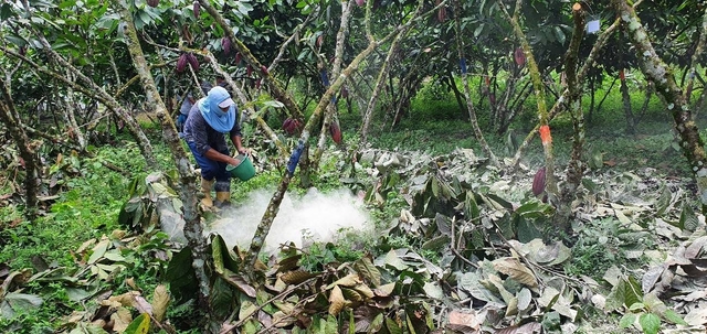 Contribution to the sustainability of cocoa cultivation, through the use of alternatives to reduce the presence of cadmium in almonds