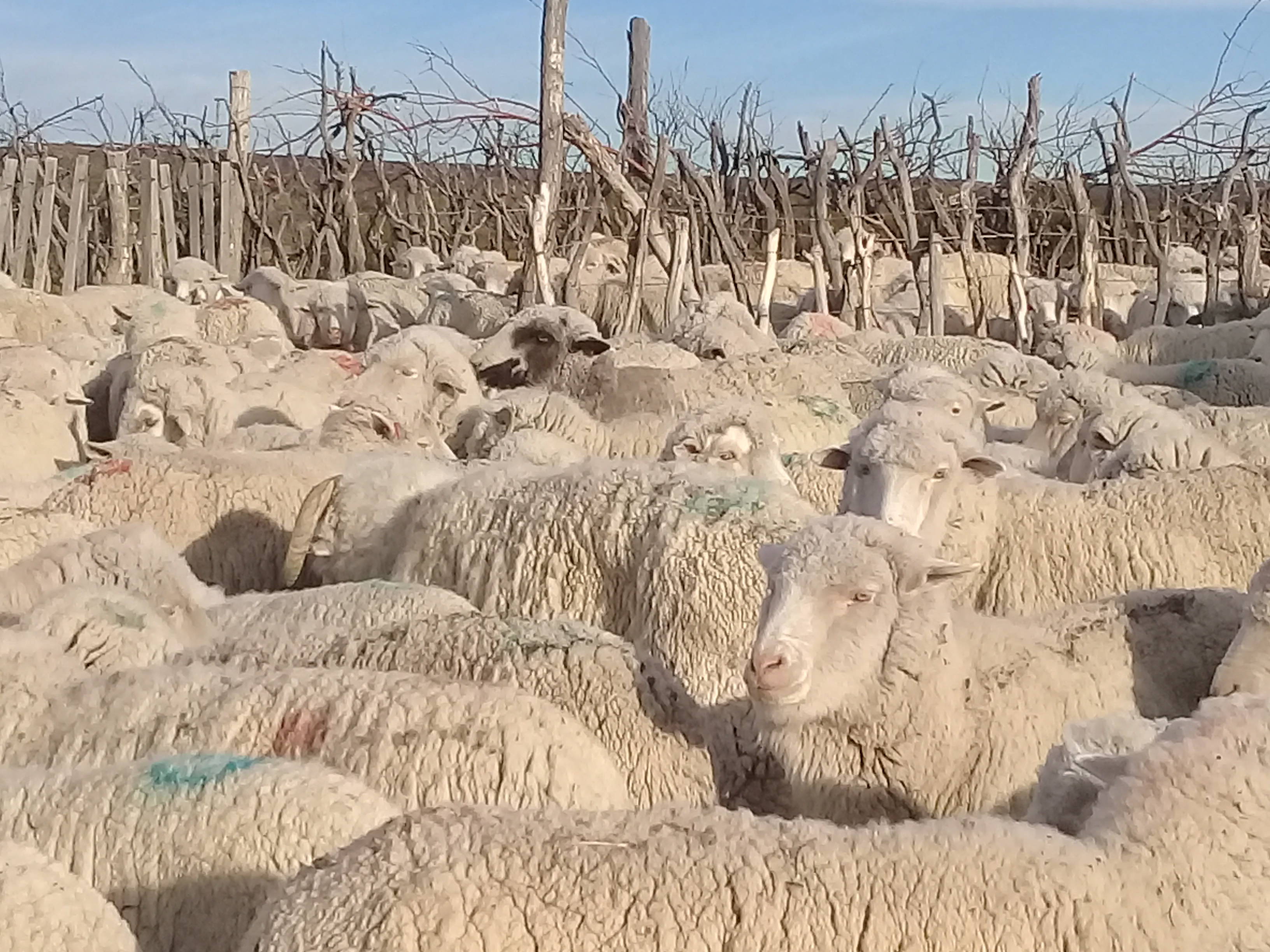 Diagnóstico preservicio de majada y criterios de mejora de eficiencia reproductiva