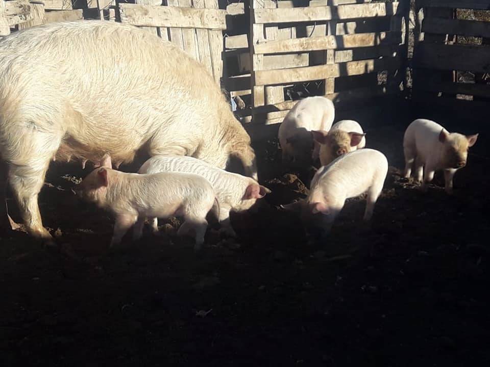 Jornada de diagnóstico y prevención de enfermedades porcinas