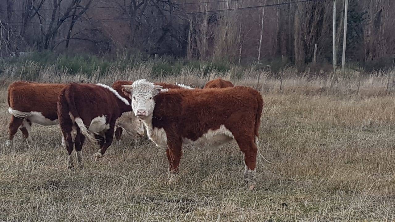 Evaluación de pastizales