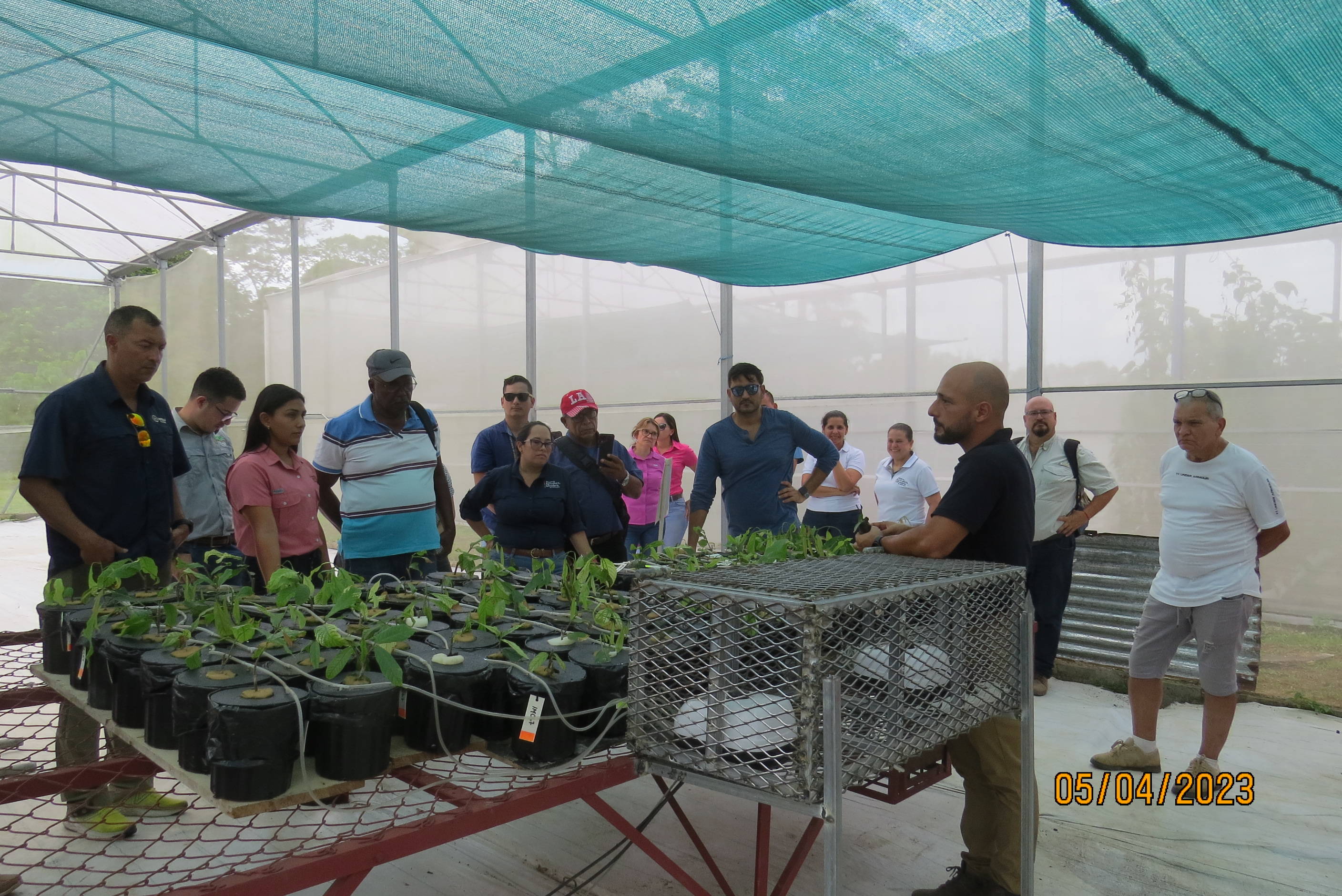 Technical Mission of Ecuador, technicians and producers visit INTA cocoa investigations in Costa Rica