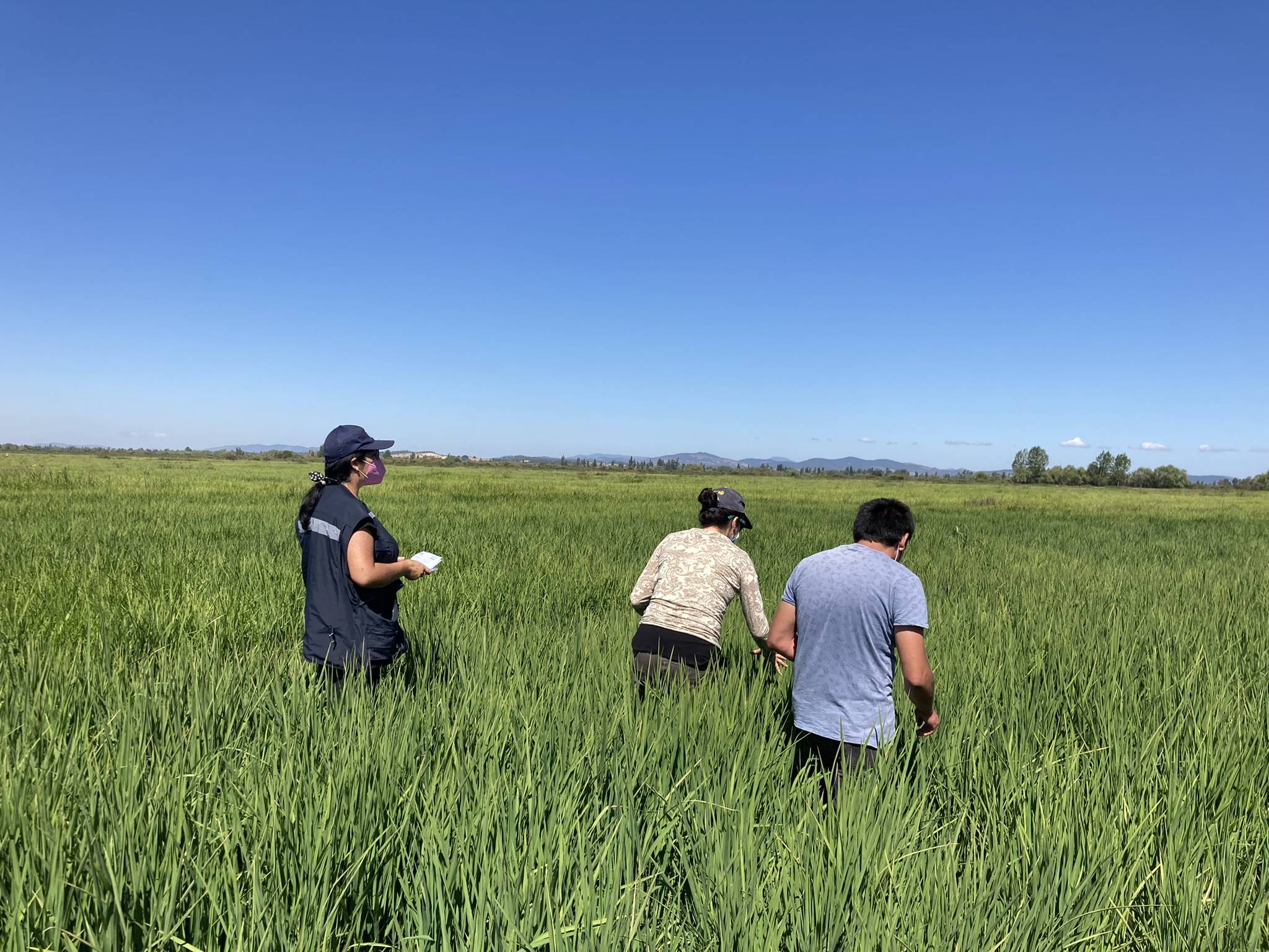 Taller para verificar el avance de la estrategia de manejo a implementar en cada parcela de práctica, con los Grupos de Innovación Participativa (GIP) Ñuble