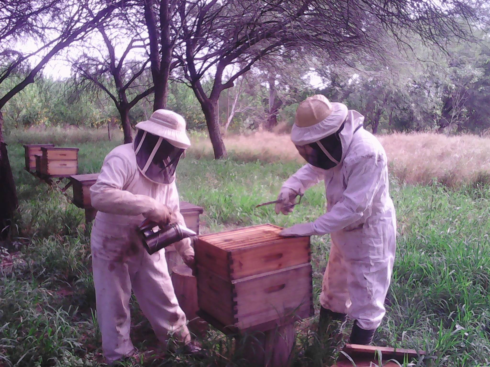 Caracterización de la actividad apícola del oeste de Formosa - Argentina