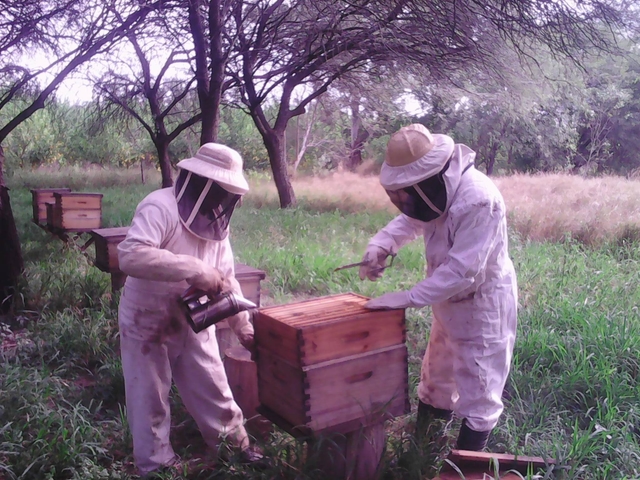 Caracterización de la actividad apícola del oeste de Formosa - Argentina