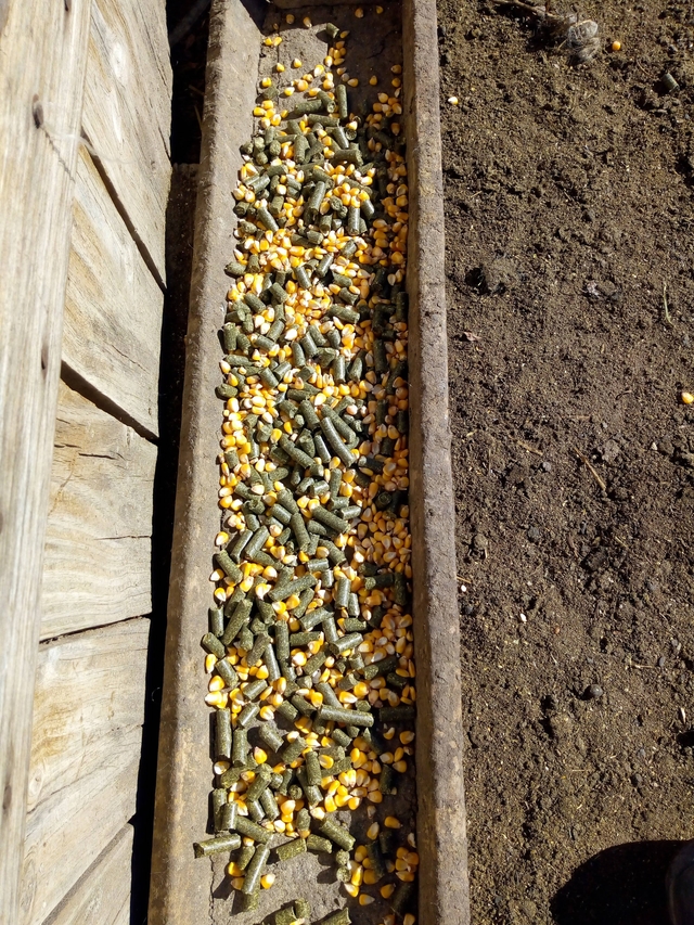 Suplementación pre servicio