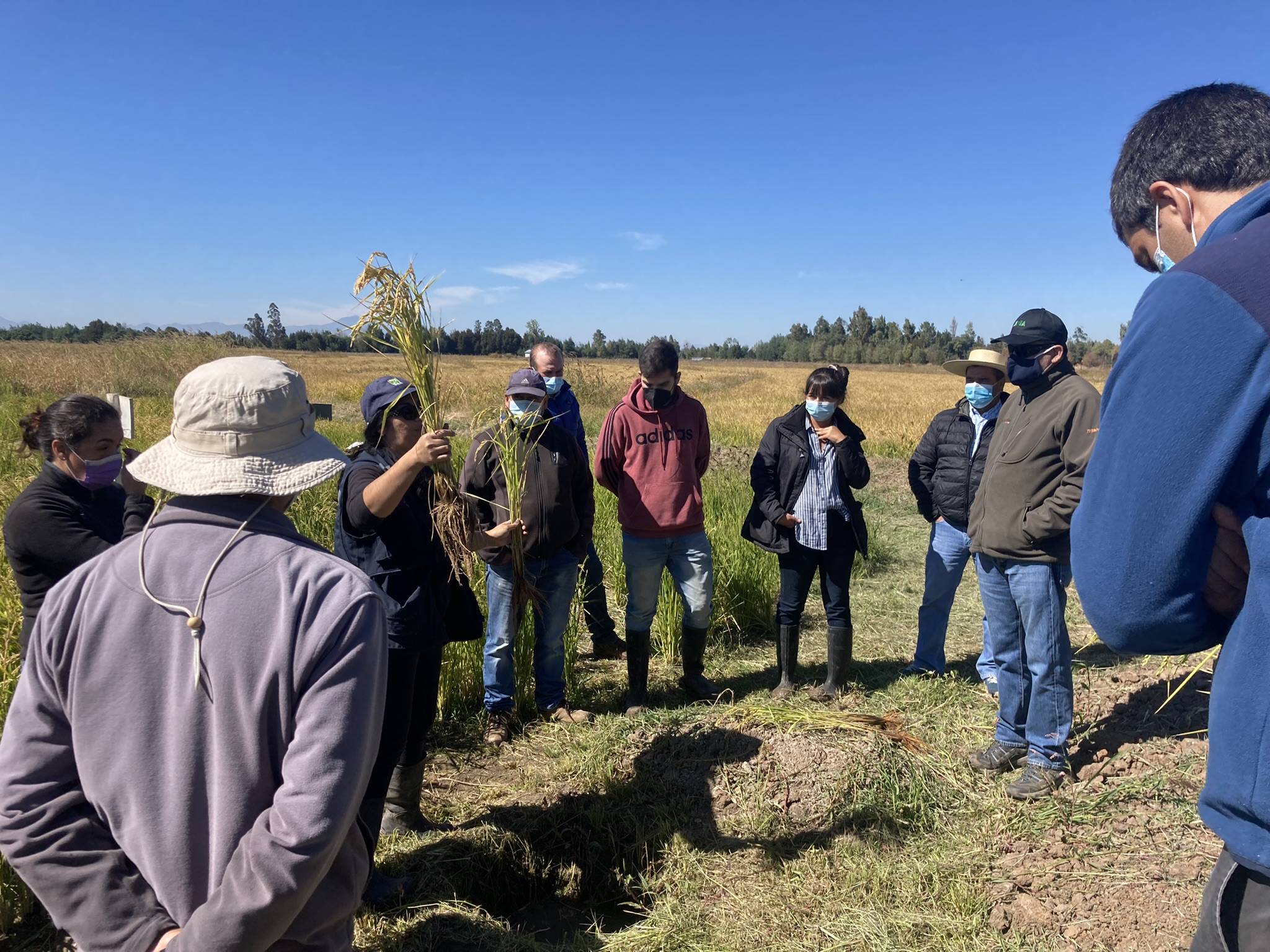 2° Taller para verificar el avance de la estrategia de manejo a implementar en cada parcela de práctica, con los Grupos de Innovación Participativa (GIP) Ñuble