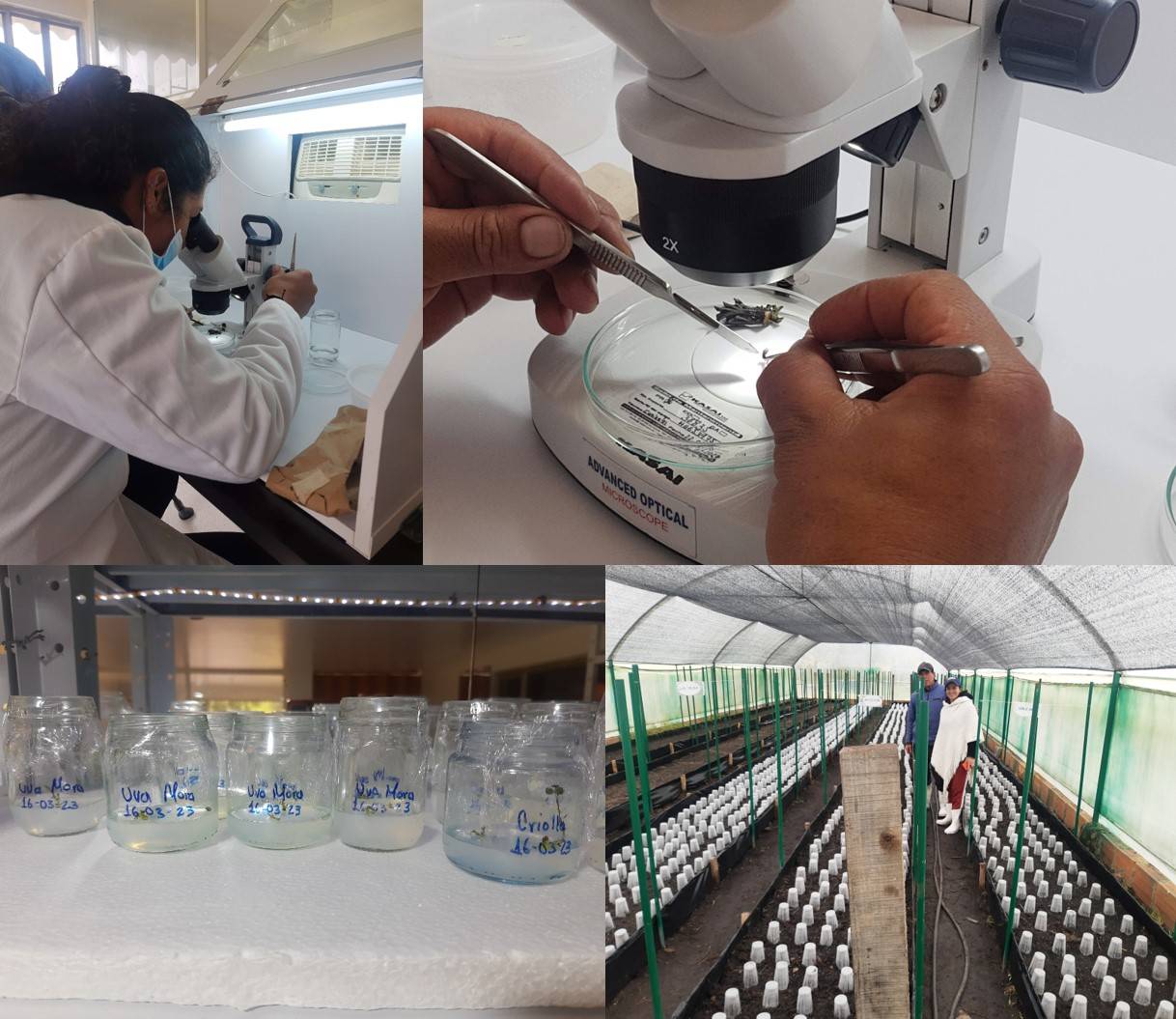 Production of mini tubers of native potato varieties