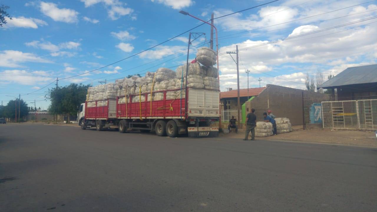 Licitación de lana regional cooperativa – Febrero 2022