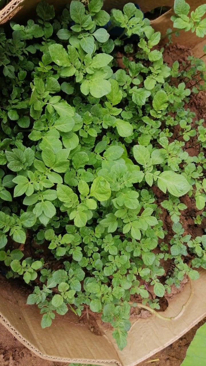 Youths from High School and Technological Level from Perú show the sprouts potatoes production on a virtual contest