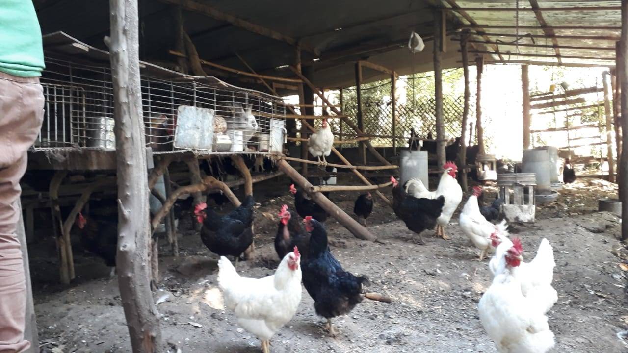 Family farms of broilers and laying hens, in the Buenos Aires metropolitan area were visited by professional specialists providing, supporting producers on poultry production, animal health and welfare. 