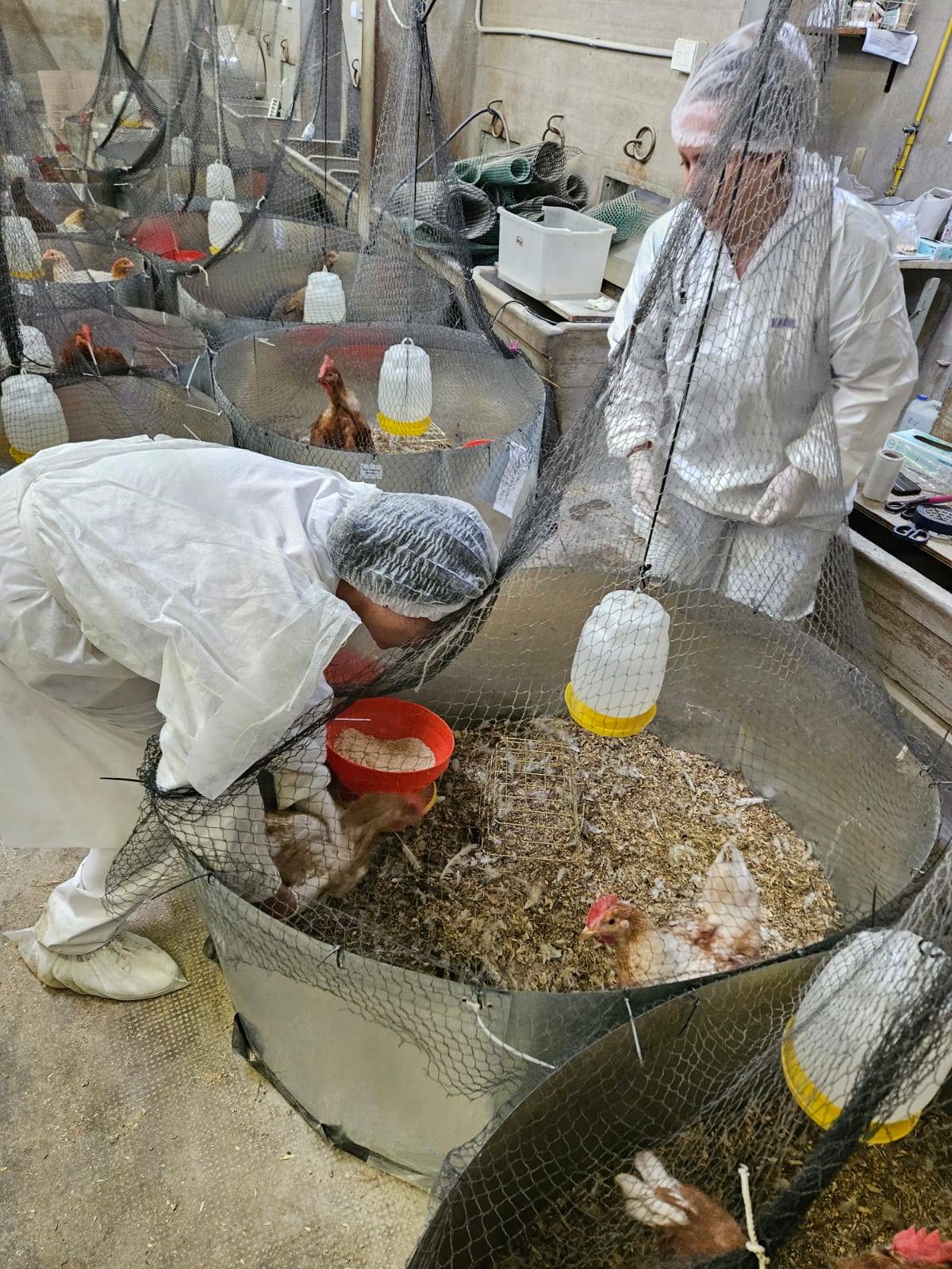 Step forward to Agroecological Model in Family Farming to Alleviate Chicken Coccidiosis