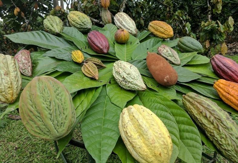 Impact of fermentation and drying on the quality of products derived from Cocoa