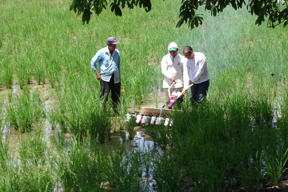 Adopting the System of Rice Intensification (SRI) for adapting to climate change and producing more with less resources