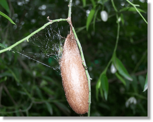 Rescate y revalorización de especies nativas de interés textil del género Rothschildia