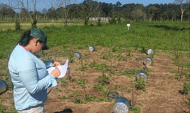 Development of Competitive Livestock Production Systems with Low Greenhouse Gases Emissions in Central America