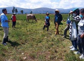Buenas prácticas de manejo en vacas lecheras  para  sistemas pastoriles