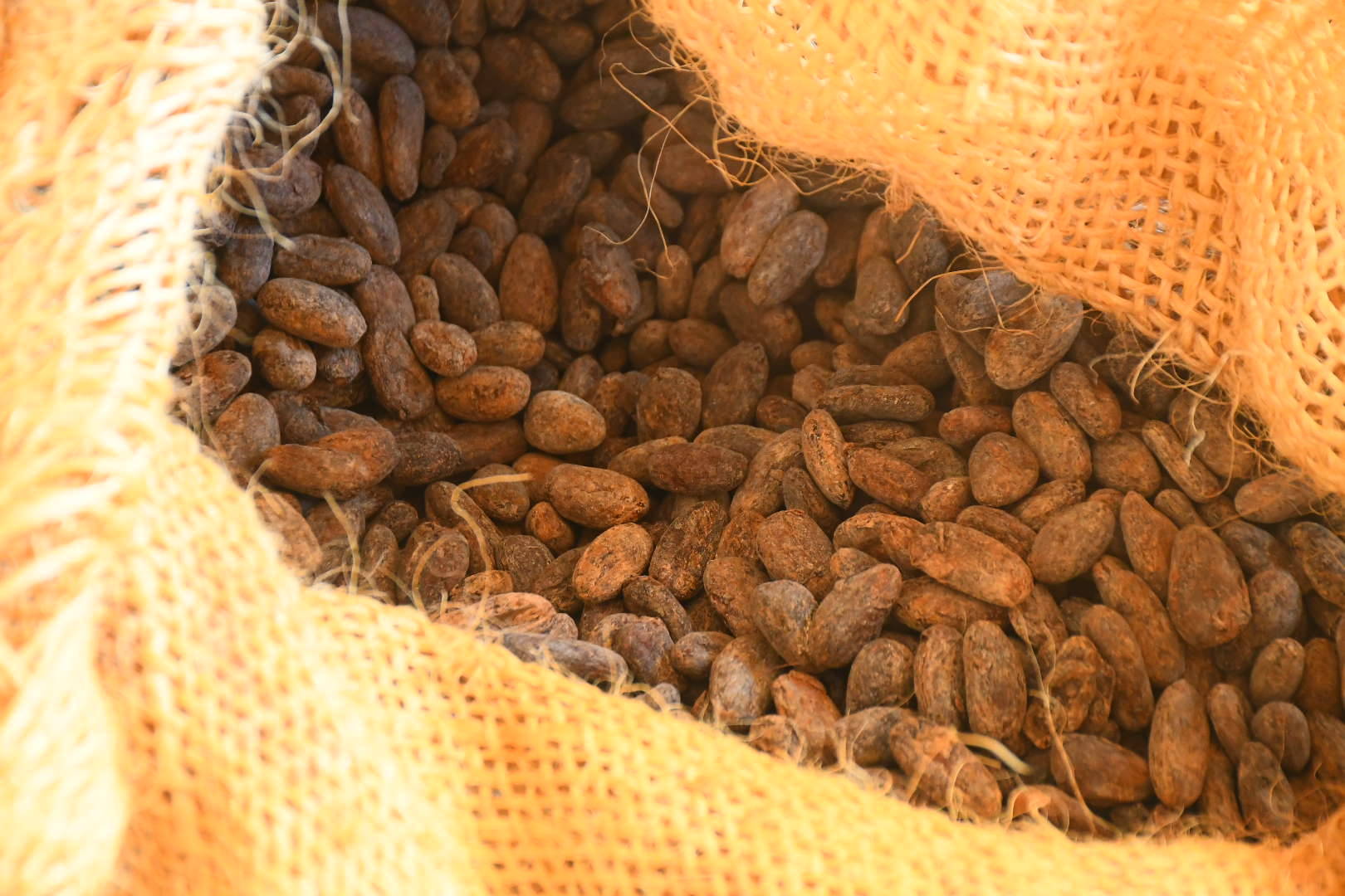 The Latin American market of Fine Aroma National cocoa is hampered by high cadmium contents in the beans