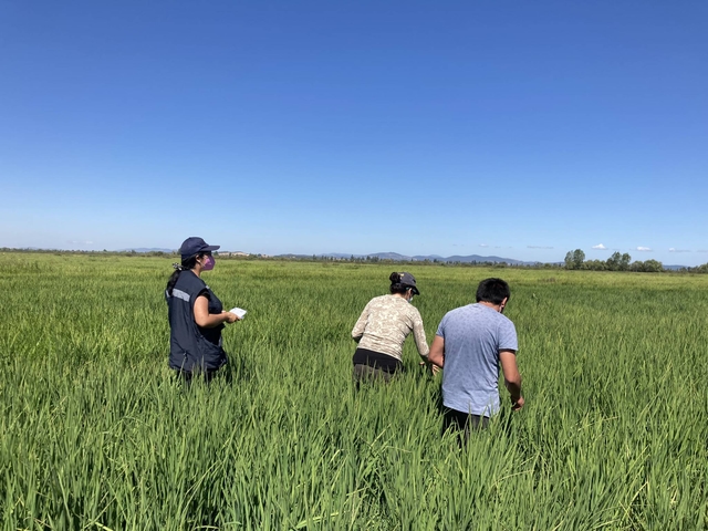 Workshop to verify the progress of the management strategy to be implemented in each practice plot, with the Participatory Innovation Groups (GIP) Ñuble