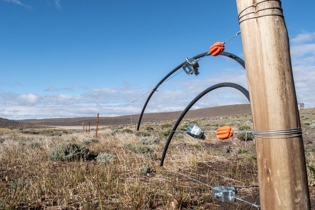 Electric fencing for grazing management