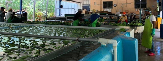 Improvements in Family Organic Banana Production for Export