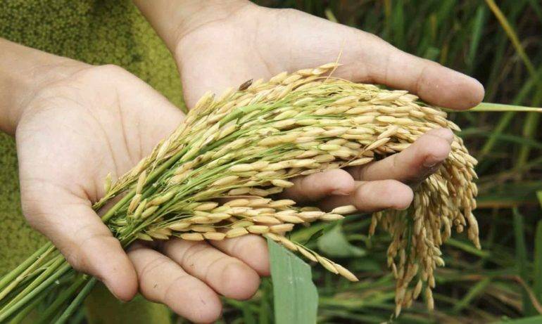 The intensive rice cultivation system (SRI): An intelligent option