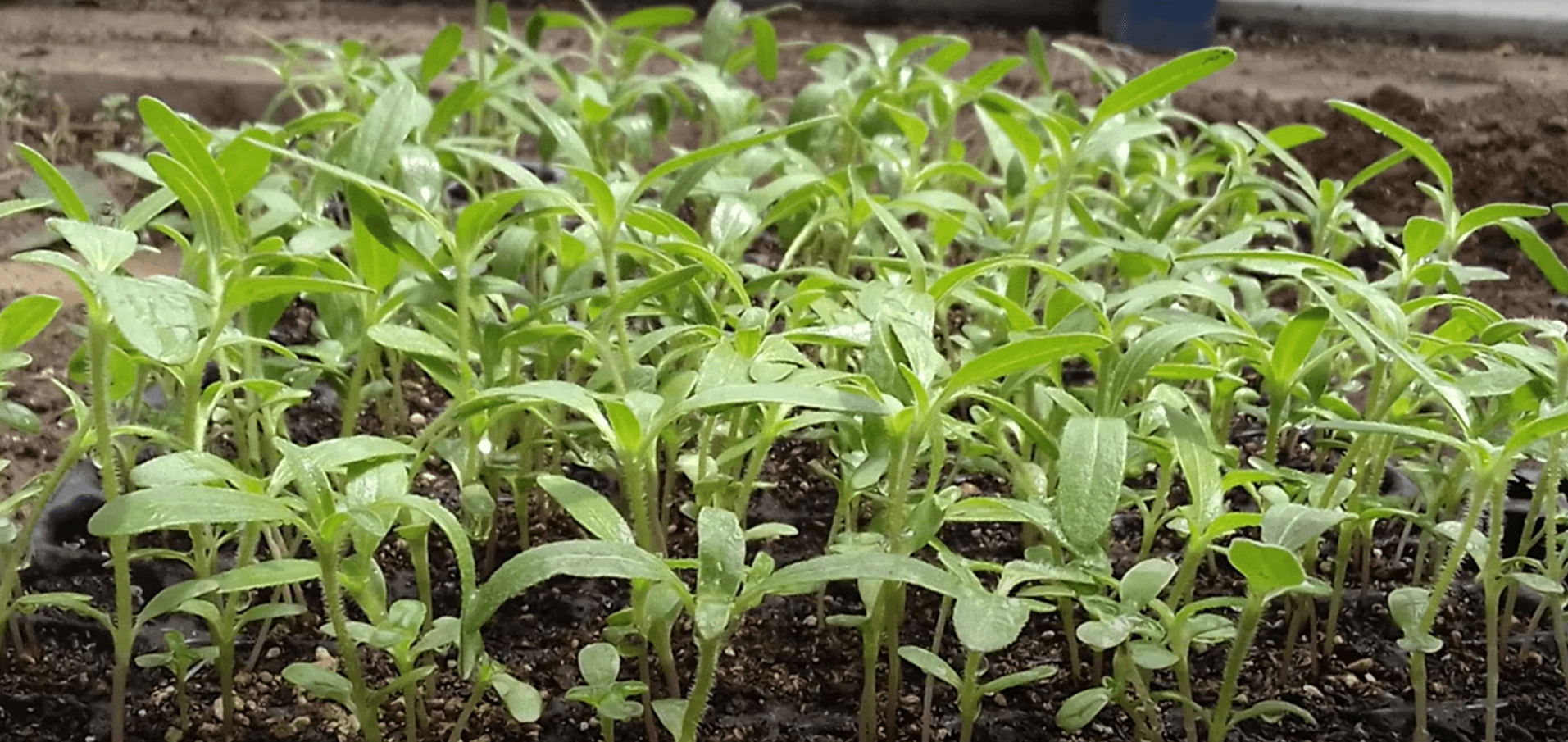 Phytoremediation of mining soils