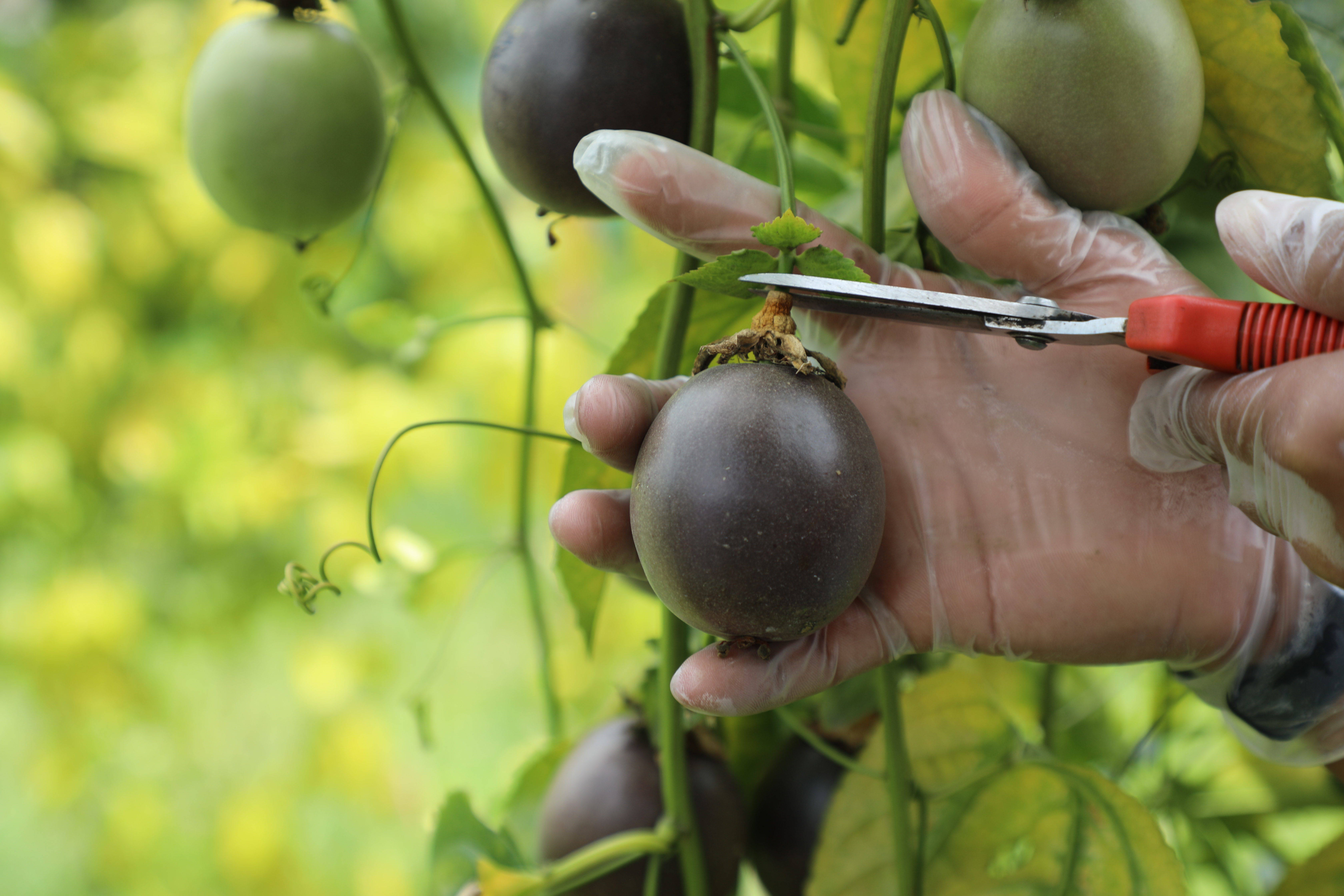 Webinars: una de las estrategias de difusión del Proyecto Frutales Andinos