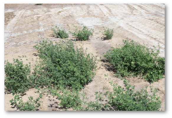 IICA Call for Proposals