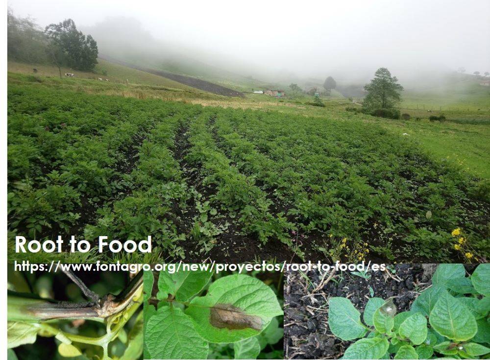 Webinar: Experiences from Ecuador and Chile in the Management of late blight in potato crops - Thursday octuber 14th 5pm (Colombia time)