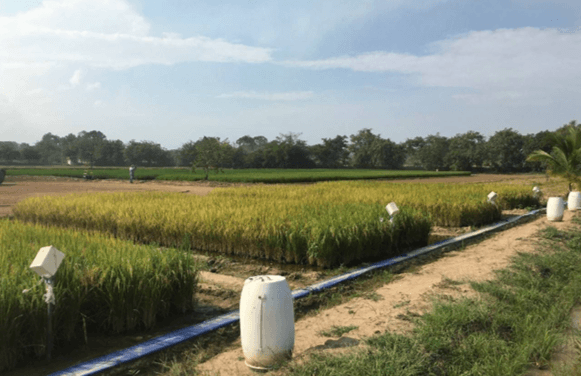 Transferencia de tecnología