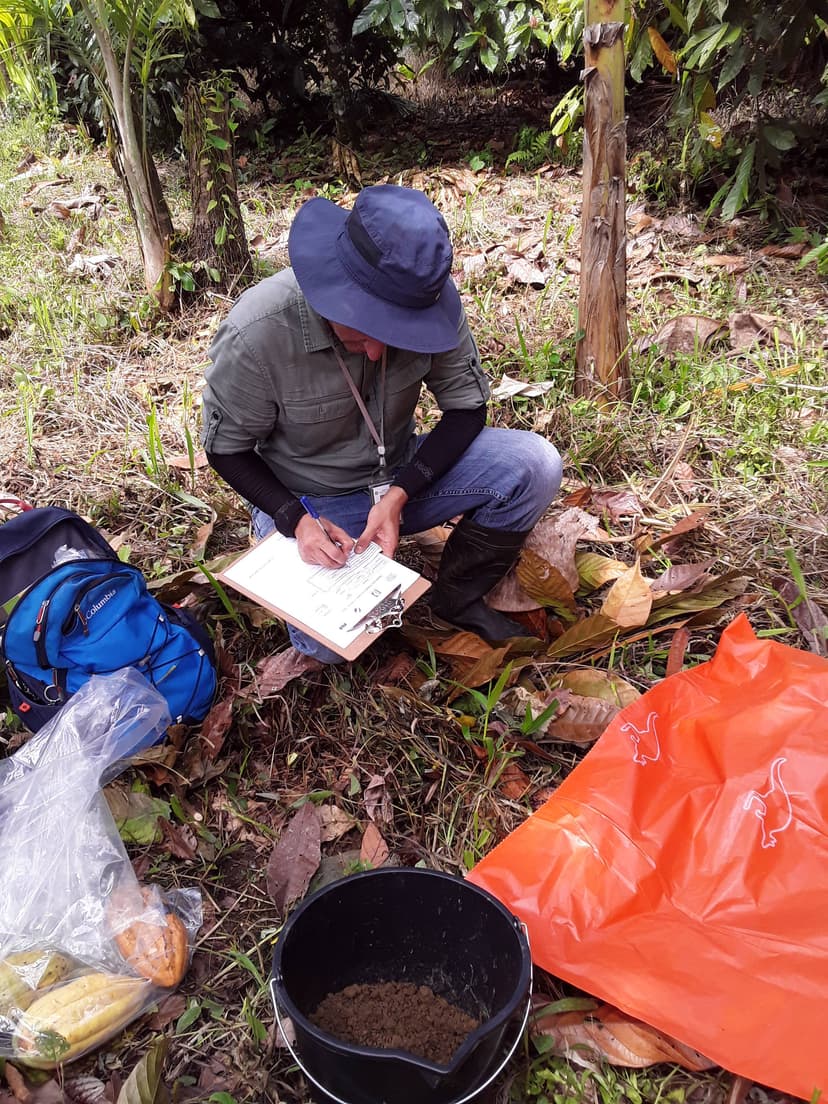 Recolección de muestras de suelo, fruto y hojas de cacao.