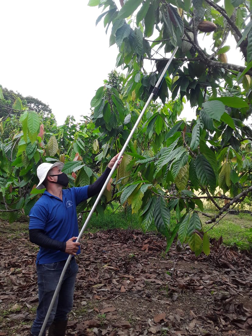 Recolección de mazorcas de cacao.