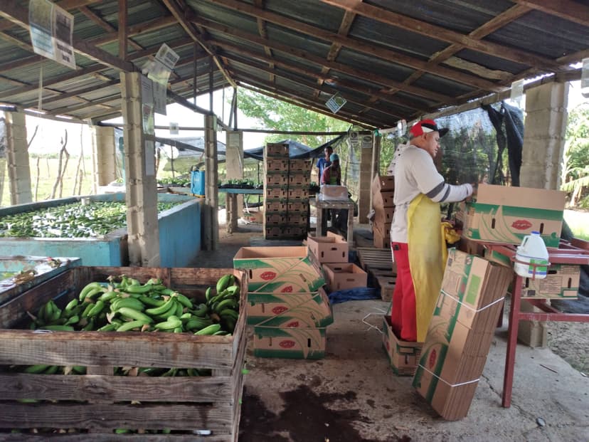 Procesando banano para exportación