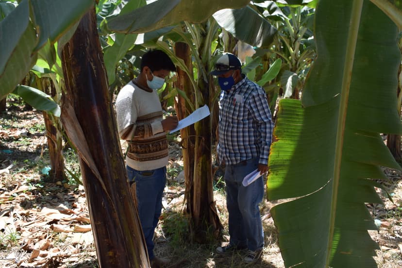 2.	Aplicación de encuesta a productor en el sector de Querecotillo- Perú
