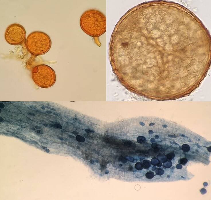 Fotos de raíces de cacao y esporas de hongos