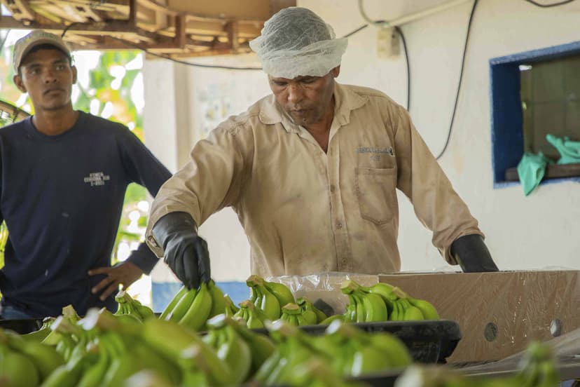 Proceso de beneficio de la fruta 