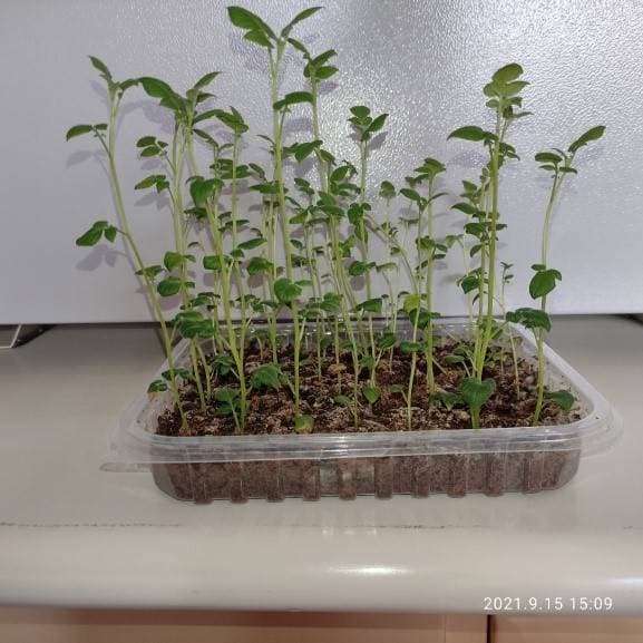 Multiplicación masiva de papa utilizando el sistema SAH