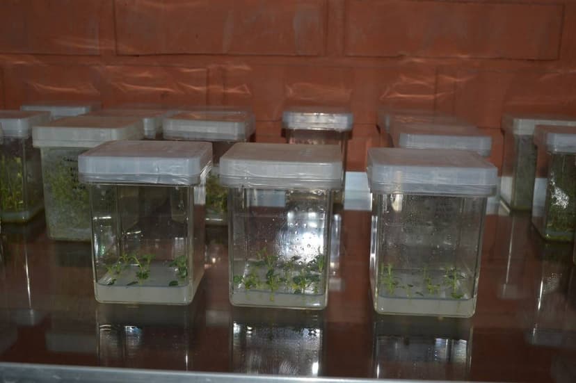 Establecimiento in vitro