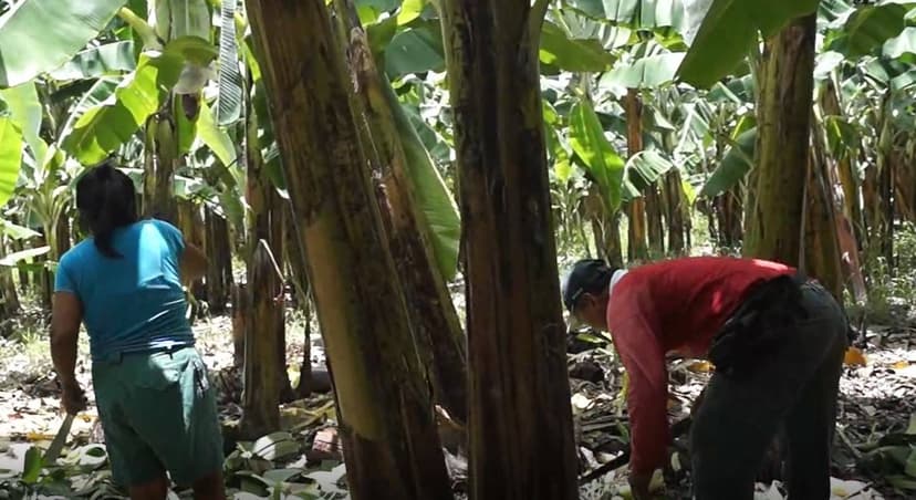 Productora realizando practica manejo hojas y residuos cosecha banano